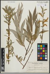 Foto von Salix alba L.